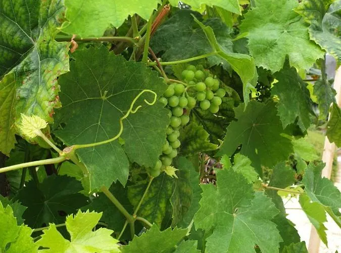 Fontaine D'amour سارلا لا كانيدا